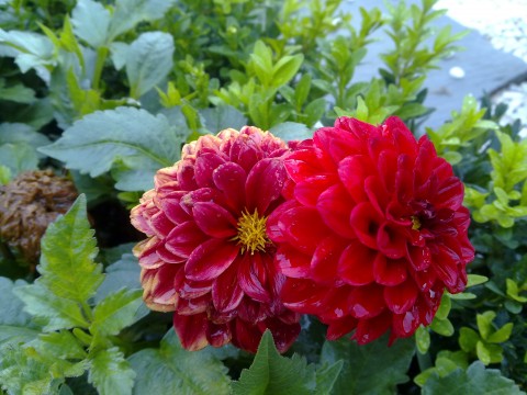 Flori rosii in parc