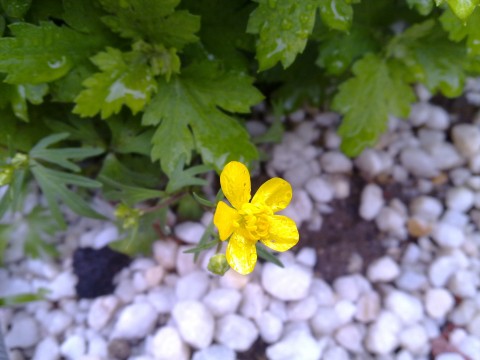 Floricica galbena pe langa un cablu electric