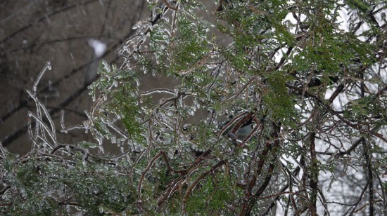 freeezing rain in Bucuresti polei in bucuresti iarna zapada viscol cod portocaliu (7)