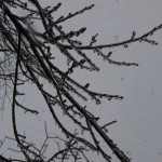 freeezing rain in Bucuresti polei in bucuresti iarna zapada viscol cod portocaliu 150