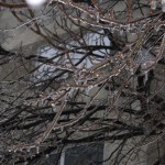 freeezing rain in Bucuresti polei in bucuresti iarna zapada viscol cod portocaliu 51