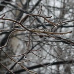 freeezing rain in Bucuresti polei in bucuresti iarna zapada viscol cod portocaliu 74