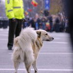 Parada militara 1 decembrie 2012 ziua romaniei bucuresti 2389